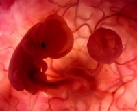 Embriyo görüntüleri iPhone'da