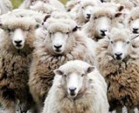 Koyunlar karar verebiliyor