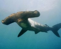 Köpekbalıklarının yön bulma sırrı