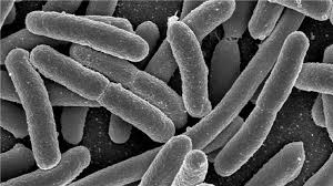 Koli basili bakterisinden mazot üretildi