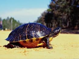 Kaplumbağa kabuğunun evrimi çözüldü