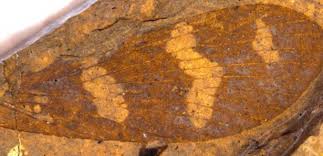 50 milyon yıllık fosil bulundu