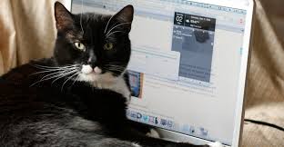 Dell bilgisayarları 'kedi çişi' kokuyor