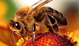 Arılar erozyondan koruyor