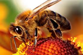 Arılar erozyondan koruyor