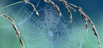 Çelik zırhtan kuvvetli: Örümcek ağı