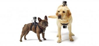 Köpeklere kamera aksesuarı