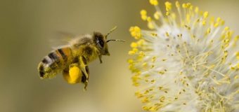 ‘Arılar tarım ilaçlarının tiryakisi oldu’