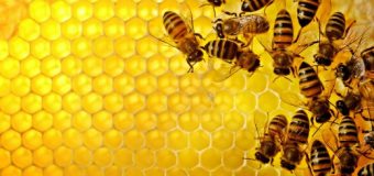 Amerika’da bal arıları hızla yok oluyor