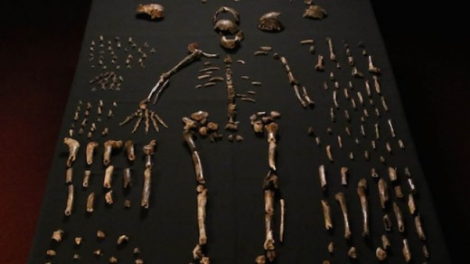 homonaledi-kemikleri