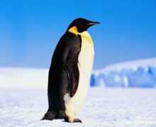 Antarktika’da 150 bin penguen öldü