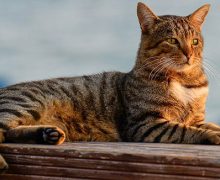 Bilim dünyası açıkladı: Kedilerin kökeni Türkiye